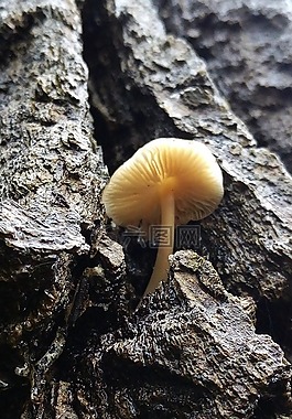 樹,真菌,森林