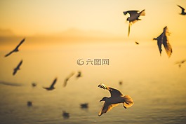 鳥,飛行,翅膀