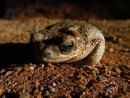 紅發(fā)現(xiàn)蟾蜍,野生動物,自然