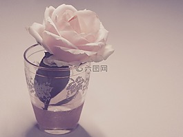 花,釀酒,玫瑰