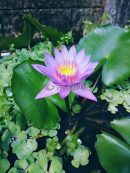 花,植物區(qū)系,自然