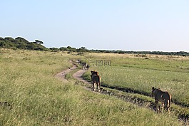母獅,南非,野生動物