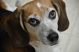 小猎犬,狗,肖像
