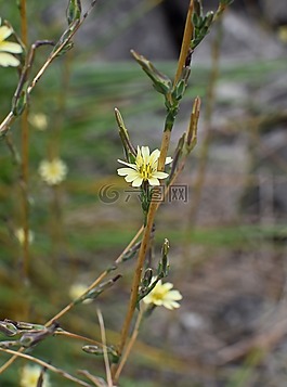 秋hawkbit,花,開花