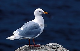 有白霜的海鷗,鳥,海鷗