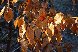 葉子,棕色,干