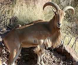 巴巴利羊,ram,寻找