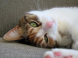 小猫,猫,虎斑猫