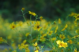 鮮花,茛,花的