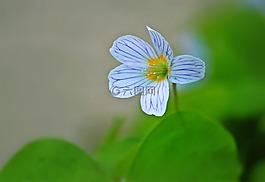 克萊,開花,花