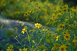 鲜花,茛,花的