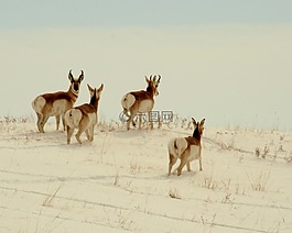 叉角羚,野生動(dòng)物,自然