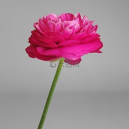 花卉,羅莎,琳達
