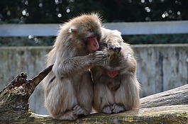 猿,動物,動物園