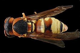 黃蜂,特寫,野生動(dòng)物