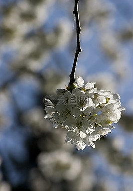 性質(zhì),花,開花