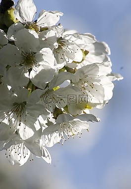 性質(zhì),花,開花