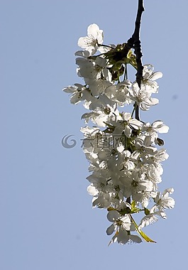 性質(zhì),花,開(kāi)花