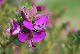 花,野生兰花,植物群
