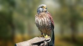 鳥(niǎo),性質(zhì),動(dòng)物世界