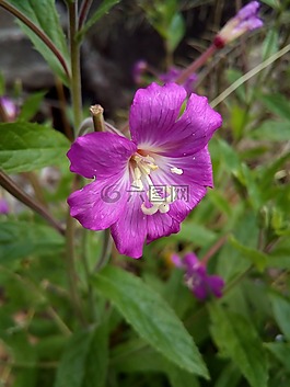 雜草,花卉,雌蕊