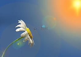 瑪格麗特,leucanthemum,復合材料