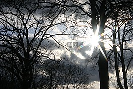 太陽,森林,樹