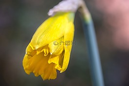 喇叭水仙,水仙,芽