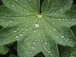 降,雨,宏