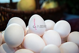蛋,感恩節(jié),雞雞蛋