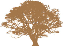 樹,葉子,環(huán)境