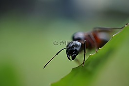 螞蟻,探頭,頭