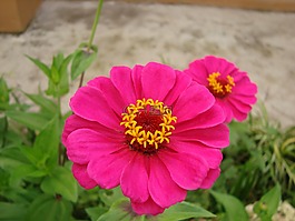 百日草,花,鮮花