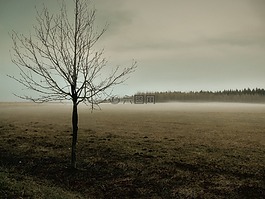 霧,草地,秋