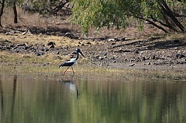 jabaroo,鸟,羽毛