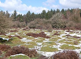雪,森林,自然