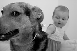 狗,bimbo,動物