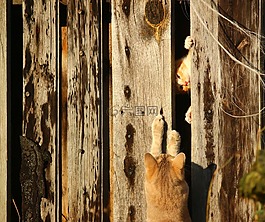 猫,小猫,木墙