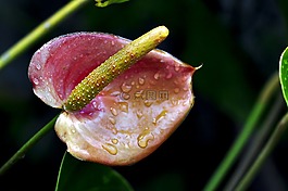 花卉,帶露,滴