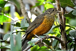 鳥(niǎo),奶油橙色,觀察