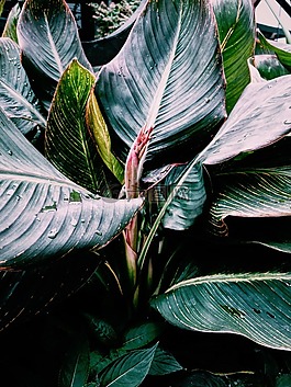 自然,植物,葉子