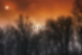 樹,森林,日落