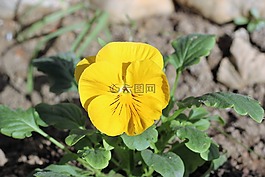 三色堇,花,花園