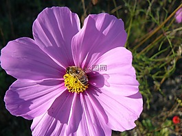 花,盛开,蜜蜂
