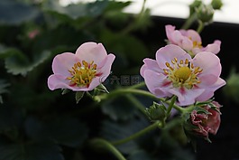 該草莓,花,植物