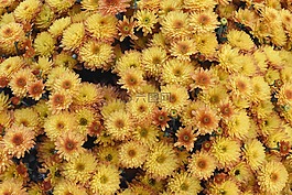 媽媽,鮮花,黃色