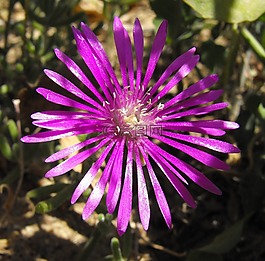 花,盛開,開花
