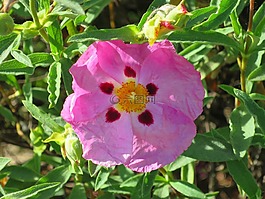 宏,花,粉色