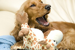 小獵犬,狗,打哈欠