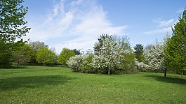 花園,草地,廠